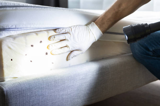 Best Bed Bug Extermination  in Natchitoches, LA